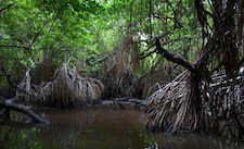 Mangroves will be one of the most vulnerable habitats for species due to climate change velocity