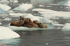 Walrus on melting ice