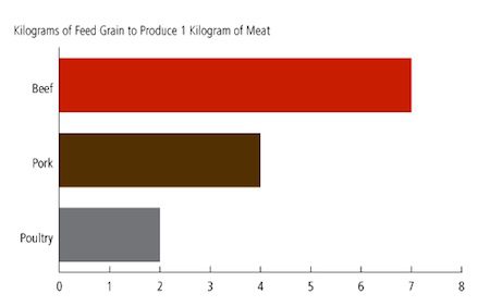 Amount of feed grain required to produce one kilogram of meat