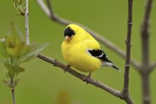 Climate change is affecting many more species than polar bears. The National Audubon Society found that 60 percent of the 305 avian species in North America during winter have shifted their ranges northward by an average of 35 miles, thanks to warming temperatures. The American Goldfinch, pictured here, has moved some 200 miles north in the last 40 years