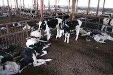Dead and dying cattle in the Fukushima exclusion zone