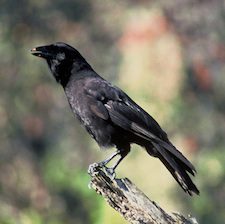 Hawaiian Crow is now extinct in the wild