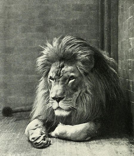 The Barbary Lion of North Africa is extinct. Are we ready for a world without any lions?