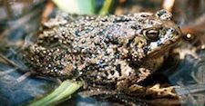 Wyoming Toad - extinct in the wild