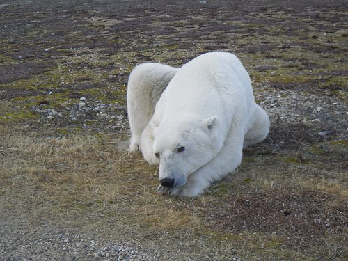 PCB's effect the health of polar bears