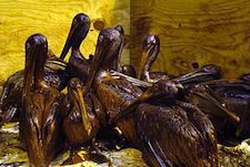 These oiled birds in the Gulf of Mexico are a very small example of the disastrous consequences of what now appears to be gross, willful, and criminal negligence and cover-up from BP