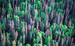 Forests devastated by pine beetle infestation may not release the huge flux of carbon as once feared