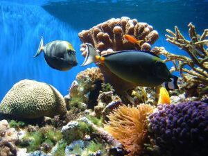 Marine ecosystems in danger in a greenhouse world