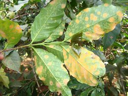 This coffee plant shows leaf rust