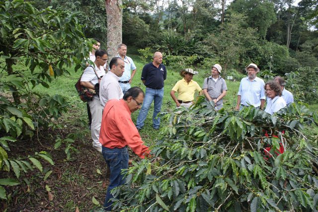 scientists studying the coffee genome work to prevent coffee leaf rust