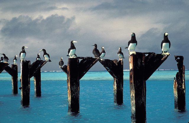 Brown boobies stake out positions atop the posts of an old pier at Johnston Atoll National Wildlife Refuge in the Pacific. (Lindsey Hayes/USFWS)