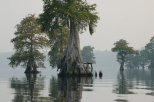 The Great Dismal Swamp National Wildlife Refuge in Virginia 