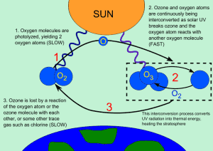 The Ozone Cycle