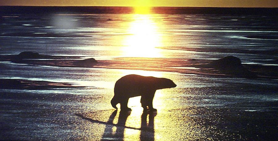 The iconic polar bear: Climate Change and the Arctic 