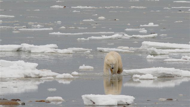 A Polar Bear in Hudson Bay