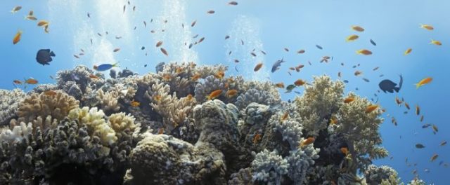 Coral Reefs, climate change, ocean warming and acidification 