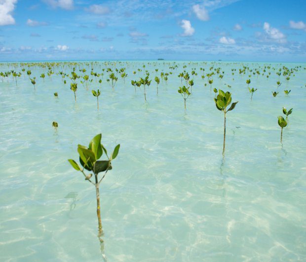 Mangroves threatened by climate change