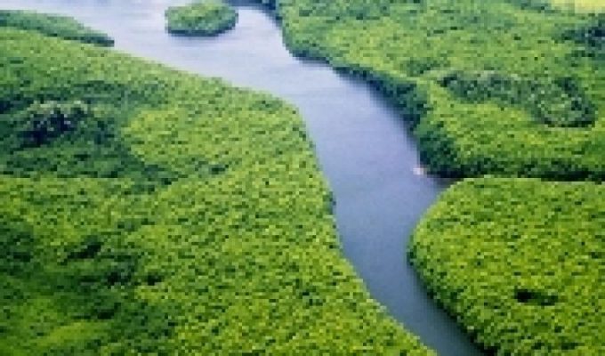 Mangrove conservation: a call to action 