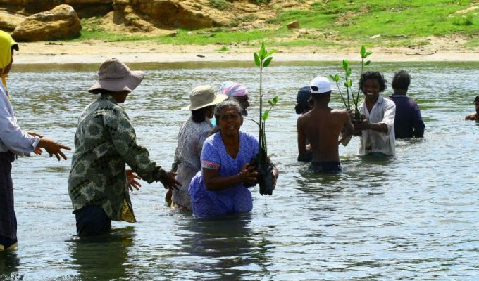 Lives depend on healthy mangrove forests