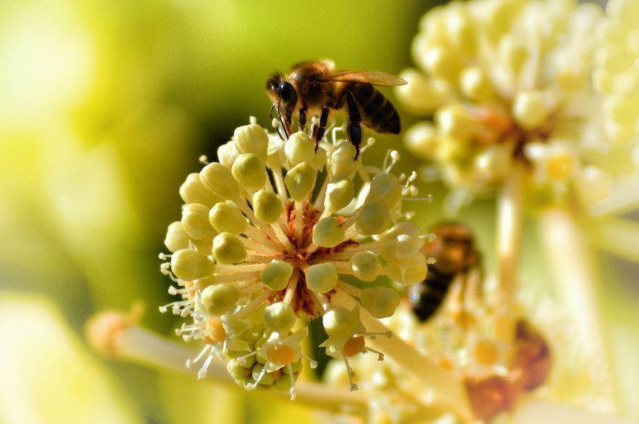 Bio-based chemicals could help reduce bee mortality 