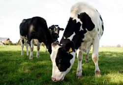 Cows On Diets? Scientists Study Ways To Reduce Bovine Flatulence