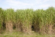 UN Warns That Non Food Biofuel Crops Could Cause $1.4 Trillion In Damages Every Year