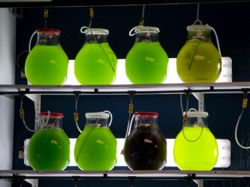 Algae Farming In The Face Of The Oil Price Situation – Still a Viable Alternative Fuel Source?