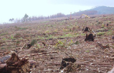 UN Climate Change-Deforestation Policy Co-Opted by Industrial Loggers/Tree Farmers