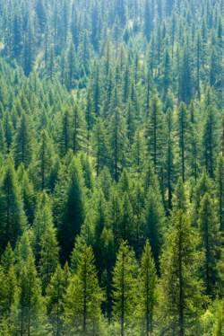 Restoration and Conservation New Goals for U.S. Forest Management