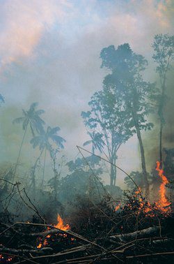 Tropical Rainforest Destruction