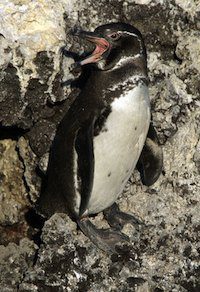 Thanks to rising sea levels, land forms that sustain wildlife may no longer be above water or otherwise suitable for some species who may be hard pressed to find places to go. Pictured: a Galapagos penguin, one of thousands of endemic island species facing likely extinction unless we can get a handle on greenhouse gas emissions in short order.