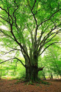Plant-a-Tree Program Helps Blogs Reduce Their Carbon Footprint
