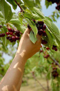 Picking Cherries With Climate Change Deniers