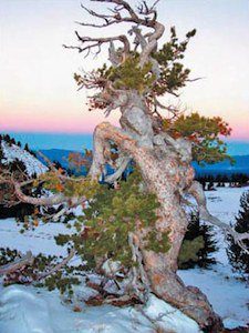 U.S. Fish and Wildlife Service Considers Whitebark Pine for Inclusion on Endangered Species List