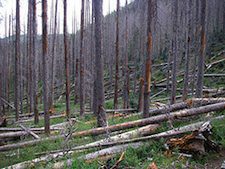 Bark Beetle Outbreaks Will Spread as Forests Adapt to Climate Change