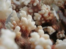 Sea Surface Surface Temperatures Lead to Coral Bleaching Across the Globe