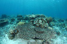 A coral reef turned white by bleaching, a stress reaction to high ocean temperatures