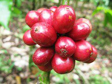Coffee Production and Climate Change