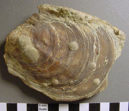 50 Million Year Old Fossil Clams Shed Light on El Nino and Global Warming