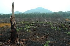 Clear-cutting Indonesian rainforest for a palm oil plantation
