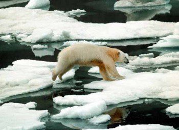 EarthTalk: Polar Bears in Trouble and the Promise of Biomass