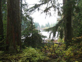 1993 US Northwest Forest Plan Turns Public Forests into Carbon Sink