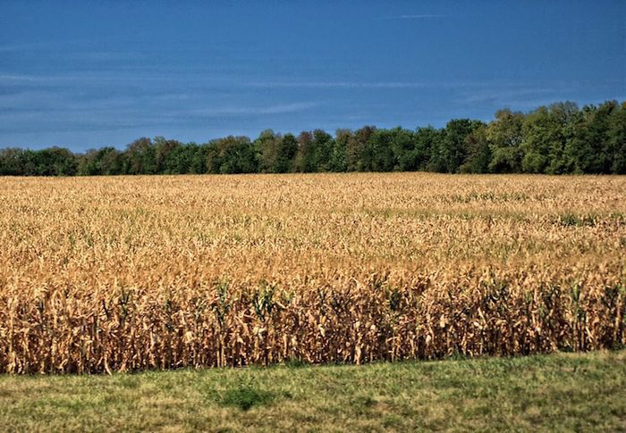 Drought Conditions Threaten US Corn Crop, Farmers, Local Economies