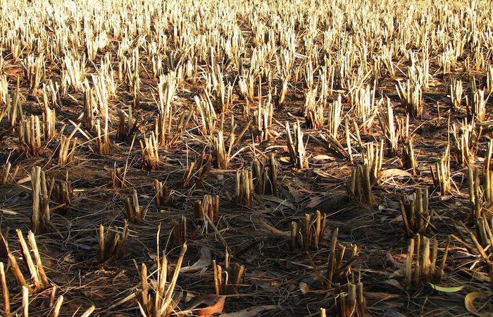 Drought a Growing Threat to World Agriculture, Food Production