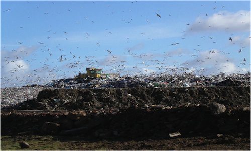 What Effect Does Ink Cartridge Waste Have on the Environment