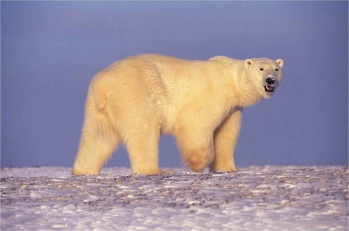 Polar Bears are Suffering from the Ravages of Climate Change