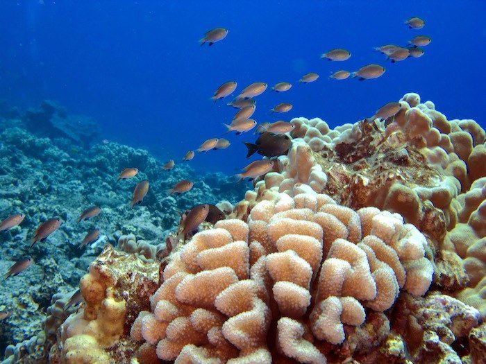 Image of a bleached coral reef