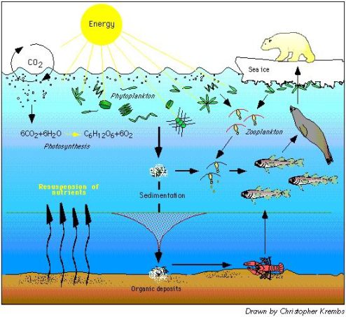 A graphic image depecting ocean energy flows and food web Credit: Christopher Krembs, TAMU