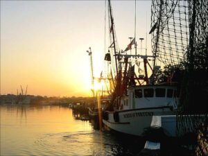 shrimp-fishery-collapse