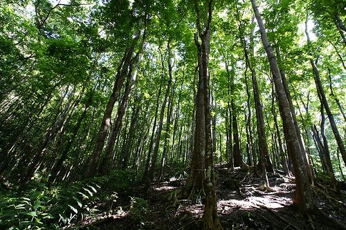 Forest Management, Cultivation Key for Sustainability and a Healthy Planet